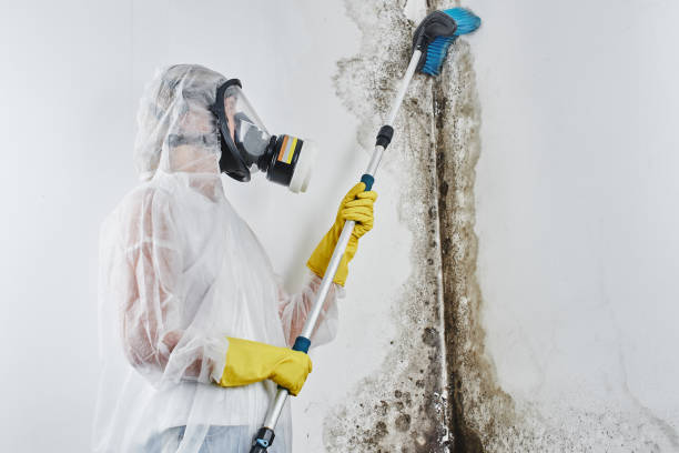 Best White Mold Remediation in Monona, WI