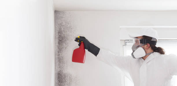 Best Attic Mold Remediation in Monona, WI
