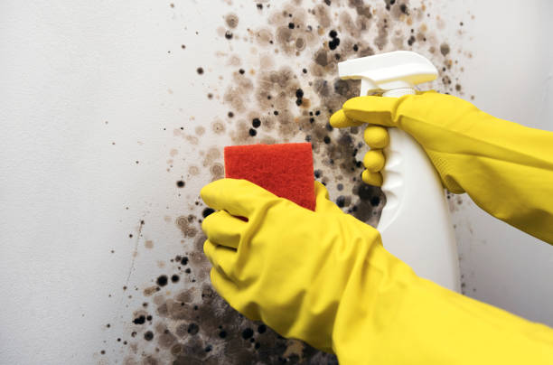 Best DIY Mold Remediation Support Services in Monona, WI