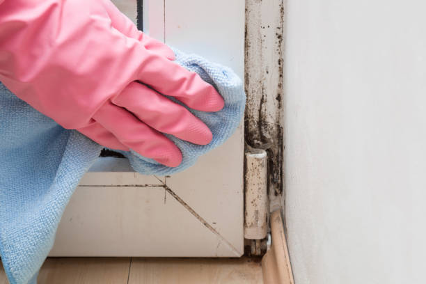 Best Post-Flood Mold Remediation in Monona, WI