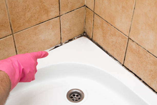 Best Emergency Mold Remediation in Monona, WI