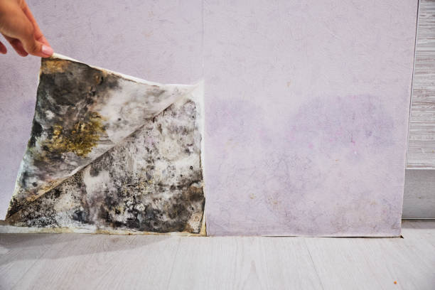 Monona, WI Mold Remediation Company